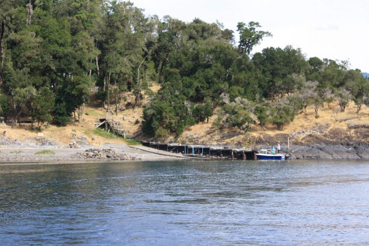 Isla Colcuma - Lago Ranco